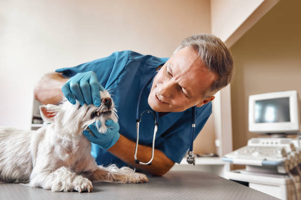  West Bradenton, FL Emergency Dentist Pros